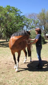 Horse Neck Stretches