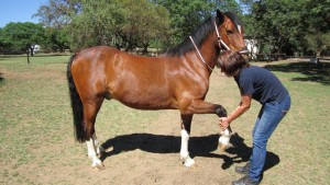 Horse Leg Stretches