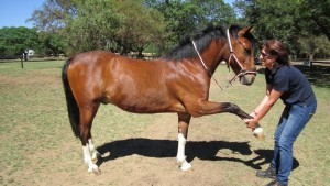 Horse Leg Stretches