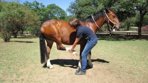 Horse Leg Stretches