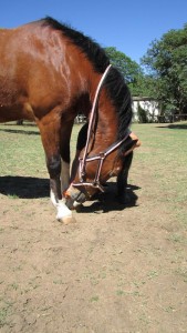 Horse Neck Stretches