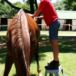Equine Therapy: Back & Hip Treatment