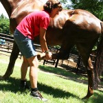 Equine Therapy: Leg Stretches