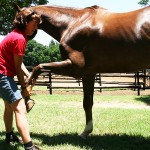 Equine Therapy: Leg Stretches