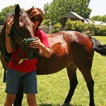 Equine Therapy: Neck Stretches