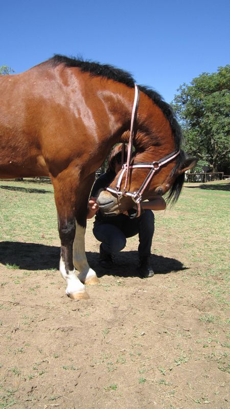 Horse Neck Stretches